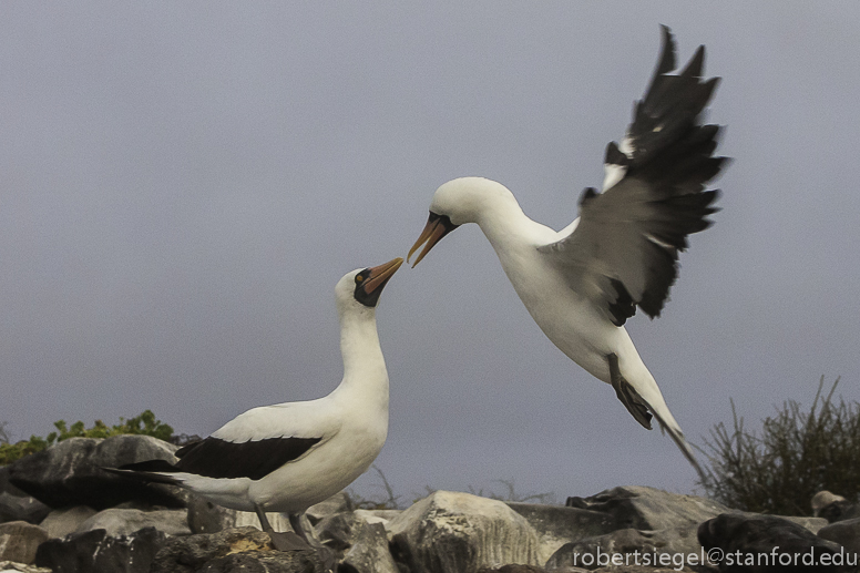 galapagos